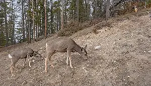 Mule Deer Prints: Two mule deer (Odocoileus hemionus) grazing on a rocky slope in Banff National Park