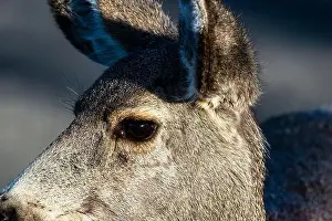 Mule Deer Prints: Mule deer are often seen in Great Sand Dunes National Park, Colorado. USA
