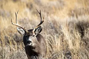 Mule Deer Prints: Mule deer are often seen in Great Sand Dunes National Park, Colorado. USA
