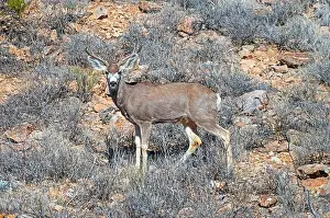 Mule Deer Prints: Mule Deer Stopping to Check Its Surroundings in the Organ Mountains in New Mexico