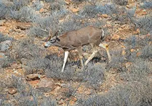 Mule Deer Prints: Mule Deer Wandering an Arid Mountainside in the Organ Mountains of New Mexico