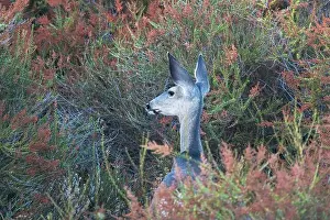 Alertness Prints: Mule deer warily watching at Rocky Peak Park near Simi Valley California