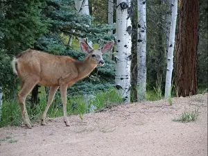 Buck Prints: Mule Deer in the woods of the Florissant Colorado Mountains