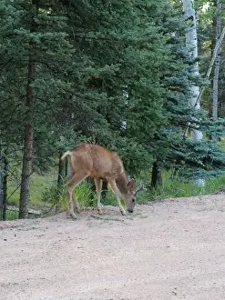 Buck Prints: Mule Deer in the woods of the Florissant Colorado Mountains