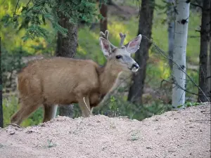 Buck Prints: Mule Deer in the woods of the Florissant Colorado Mountains