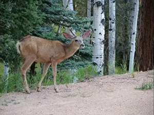 Buck Prints: Mule Deer in the woods of the Florissant Colorado Mountains