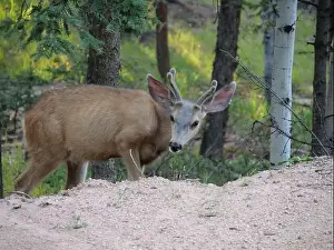 Buck Prints: Mule Deer in the woods of the Florissant Colorado Mountains