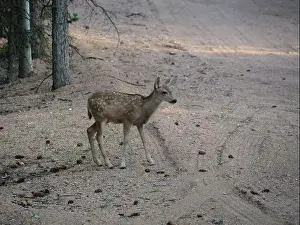Buck Prints: Mule Deer in the woods of the Florissant Colorado Mountains