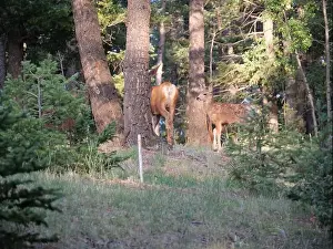 Buck Prints: Mule Deer in the woods of the Florissant Colorado Mountains