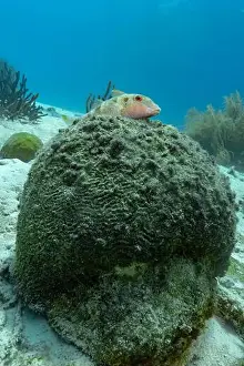 Seafloor Prints: A Mullus surmuletus, rests on a coral-covered rock in the clear waters off Bonaire
