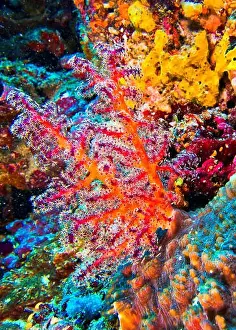 The Nature Conservancy Prints: Multi-branched Coral Trees, Soft Coral
