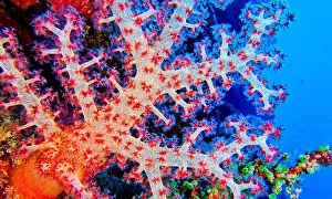 Polyp Prints: Multi-branched Coral Trees, Soft Coral