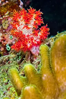 Polyp Prints: Multi-branched Coral Trees, Soft Coral