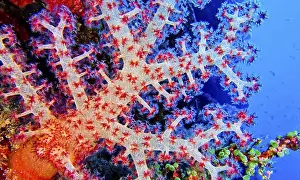 Diving Locations Prints: Multi-branched Coral Trees, Soft Coral
