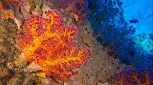 The Nature Conservancy Prints: Multi-branched Coral Trees, Soft Coral