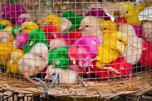 Chicks Prints: Multi colored chicks in a mesh basket