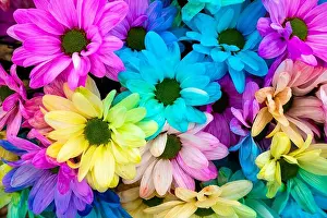 Flower Petal Prints: Multi colored daisy flowers pattern background. Rainbow Daisies