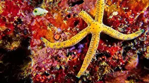 The Nature Conservancy Prints: Multi Pore Sea Star, Linckia multifora