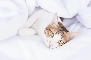 Plaid Prints: Multicolor tabby cute kitten lying under a blanket on the bed. Pets and lifestyle concept