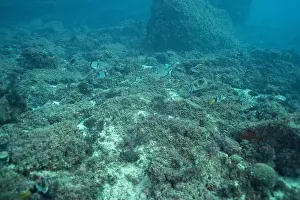 Underwater Scene Prints: Multiple fish swimming among rocks and seaweed in Mediterranean Sea