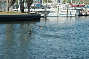 Grab Prints: Multiple Florida Pelicans Flying near a fish cleaning station getting into position to grab fish parts being thrown