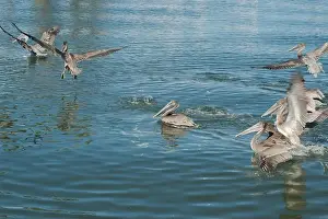 Grab Prints: Multiple Florida Pelicans Flying near a fish cleaning station getting into position to grab fish parts being thrown