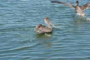 Grab Prints: Multiple Florida Pelicans Flying near a fish cleaning station getting into position to grab fish parts being thrown