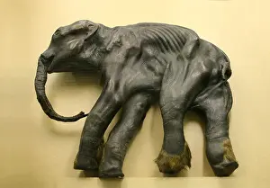Calf Prints: Mummy of the famous baby mammoth Dima in Zoological Museum in St Petersburg, Russia