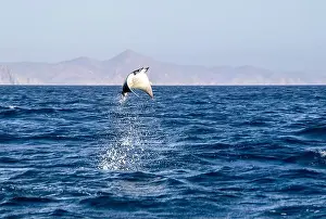 Baja California Sur Prints: Munk's Devil Rays aka Mobula Rays (Mobula munkiana) in jumping out of the water in Baja California Sur