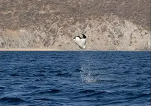 Baja California Sur Prints: Munk's Devil Rays aka Mobula Rays (Mobula munkiana) in jumping out of the water in Baja California Sur