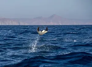 Baja California Sur Prints: Munk's Devil Rays aka Mobula Rays (Mobula munkiana) in jumping out of the water in Baja California Sur