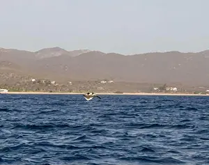 Baja California Sur Prints: Munk's Devil Rays aka Mobula Rays (Mobula munkiana) in jumping out of the water in Baja California Sur