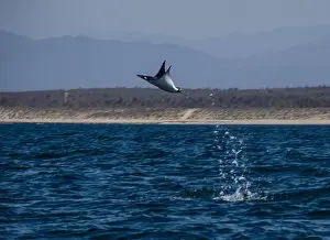 Baja California Sur Prints: Munk's Devil Rays aka Mobula Rays (Mobula munkiana) in jumping out of the water in Baja California Sur
