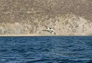 Baja California Sur Prints: Munk's Devil Rays aka Mobula Rays (Mobula munkiana) in jumping out of the water in Baja California Sur