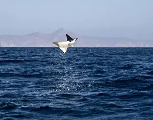Baja California Sur Prints: Munk's Devil Rays aka Mobula Rays (Mobula munkiana) in jumping out of the water in Baja California Sur
