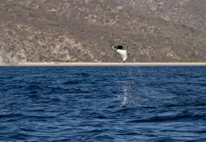 Baja California Sur Prints: Munk's Devil Rays aka Mobula Rays (Mobula munkiana) in jumping out of the water in Baja California Sur