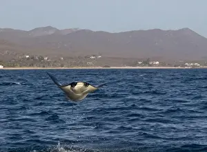 Baja California Sur Prints: Munk's Devil Rays aka Mobula Rays (Mobula munkiana) in jumping out of the water in Baja California Sur