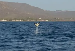 Baja California Sur Prints: Munk's Devil Rays aka Mobula Rays (Mobula munkiana) in jumping out of the water in Baja California Sur