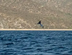 Baja California Sur Prints: Munk's Devil Rays aka Mobula Rays (Mobula munkiana) in jumping out of the water in Baja California Sur