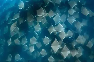 Vulnerable Species Prints: Munk's pygmy devil ray, Mobula munkiana