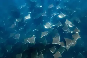 Vulnerable Species Prints: Munk's pygmy devil ray, Mobula munkiana