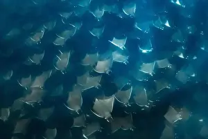 Vulnerable Species Prints: Munk's pygmy devil ray, Mobula munkiana