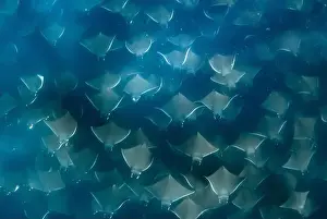 Vulnerable Species Prints: Munk's pygmy devil ray, Mobula munkiana