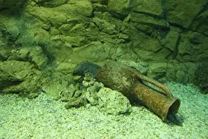 Crevice Prints: Muraena melanotis against the background of stones and a jug at the bottom of the aquarium