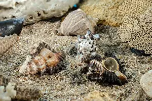Mottled Prints: Murex Indivia Longspine sea shells underwater on the seabed