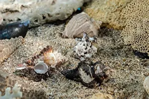 Mottled Prints: Murex Indivia Longspine sea shells underwater on the seabed