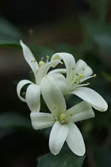 Murrya paniculata (Chinese Box)