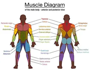 Anterior Prints: Muscle diagram, most important muscles of an athletic black man