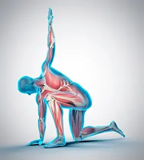 Kneeling Prints: Muscular structure of person kneeling with arm raised, illustration