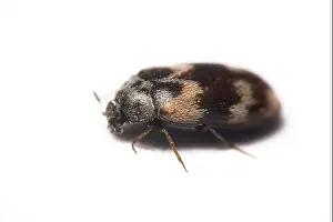 Insecta Prints: Museum beetle, cabinet beetle (Anthrenus museorum)